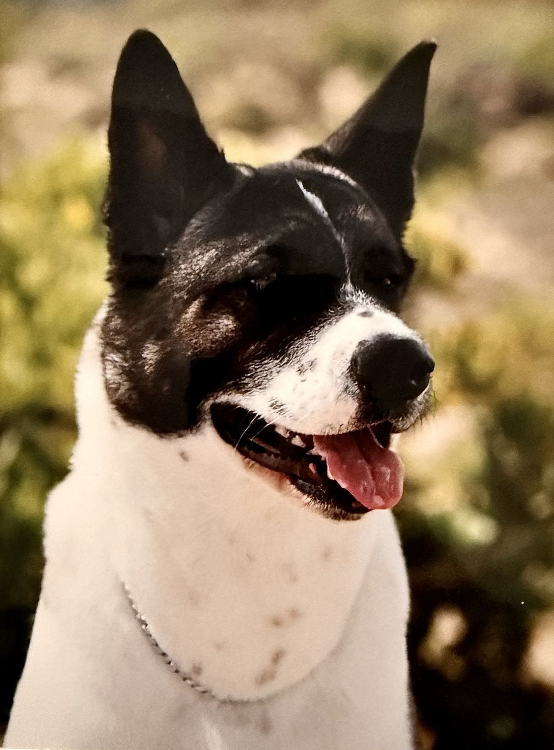 Duna, an American Akita with black and white markings, photographed outdoors.