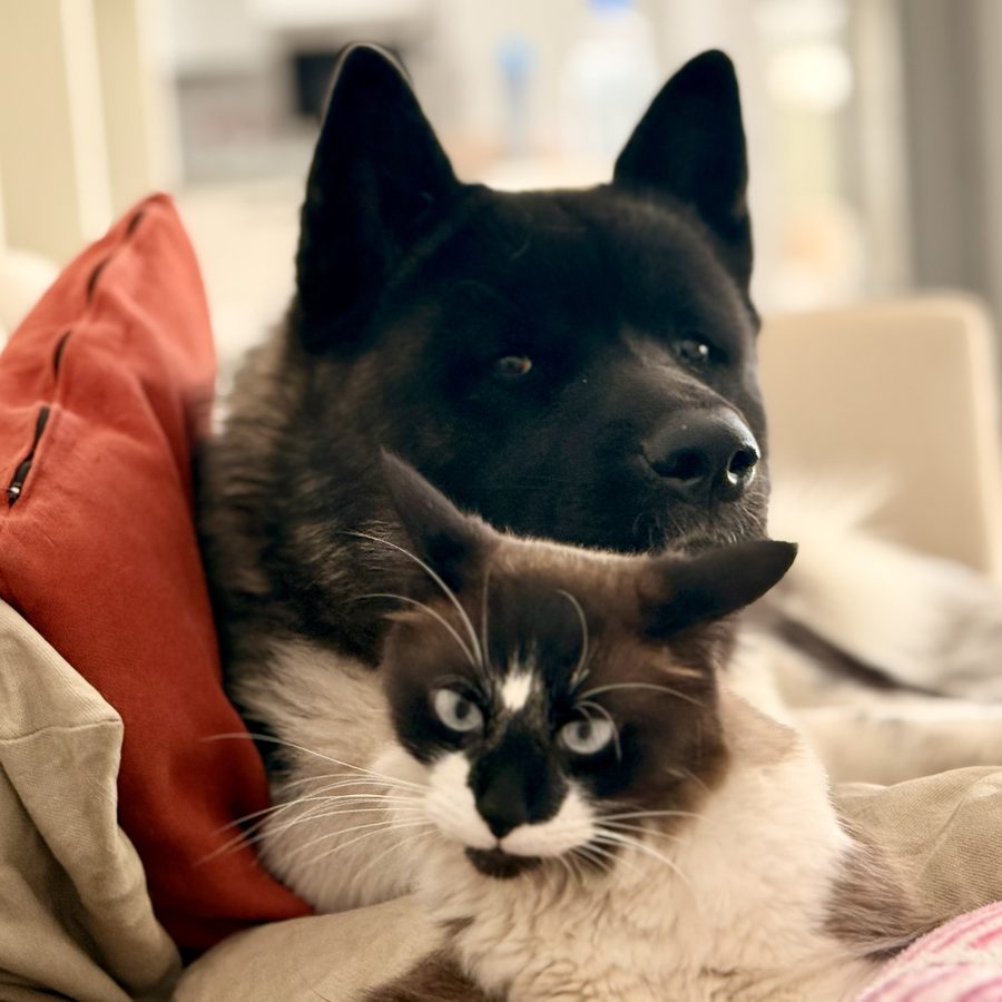 Zeus, a black Akita, and BLU, a cat with a dark face and pale blue eyes, resting together on a sofa.