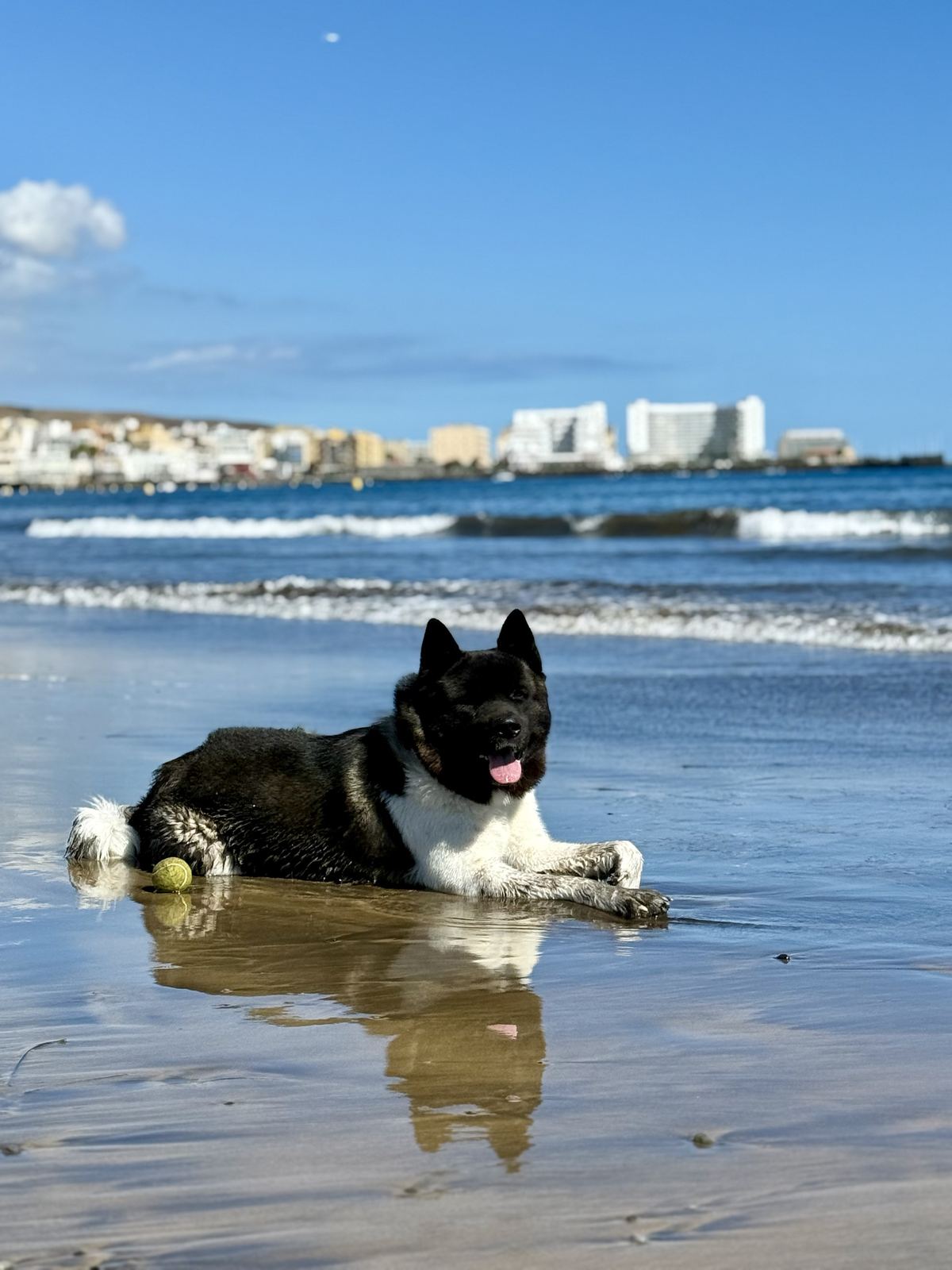 Zeus lying on a wet beach beside a tennis ball, with waves and a coastal town behind him under a clear blue sky.